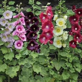 Freshseed Hollyhock seeds fresh crop for 2025 packet of 50