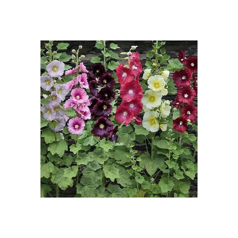 Freshseed Hollyhock seeds fresh crop for 2025 packet of 50