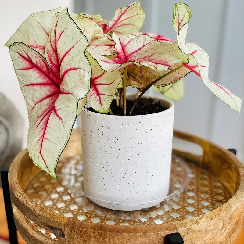 My Homeware Fix 15-Pack Clear Plastic Plant Pot Saucer to