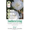 October Magic Ivory Camellia (2.5 Quart) Flowering Evergreen Shrub with