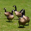 Goose Scram All Natural Granular Repellent - All-Natural, Animal, People