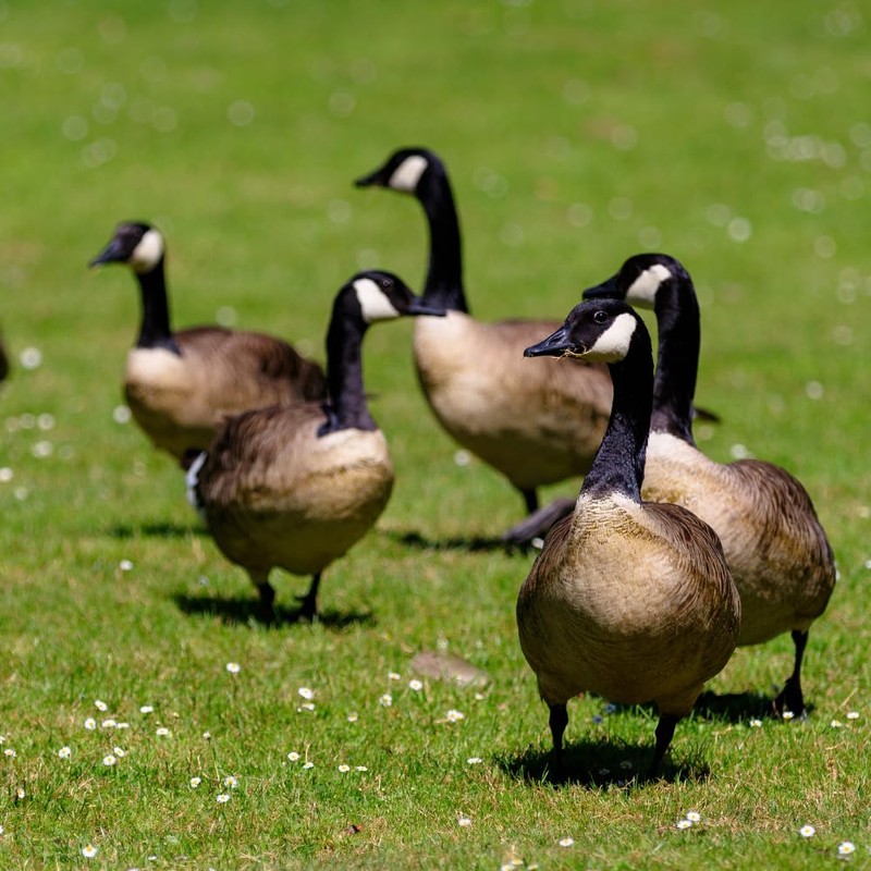 Goose Scram All Natural Granular Repellent - All-Natural, Animal, People