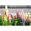 Lupine Flower Mix Quaker Bonnets Bluebonnet Wildflower 50 Seeds for