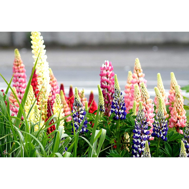 Lupine Flower Mix Quaker Bonnets Bluebonnet Wildflower 50 Seeds for