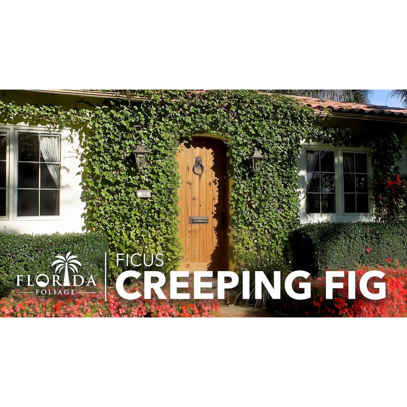 Creeping Fig Vine | 30 Live Plants | Ficus Pumila