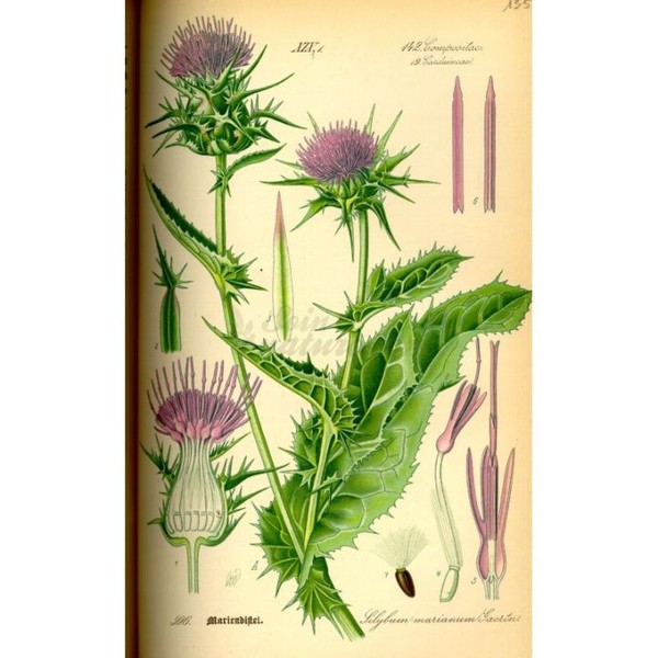 Iphym Pharma CHARDON MARIE Plante Coupée Iphym Herboristerie Silybum marianum