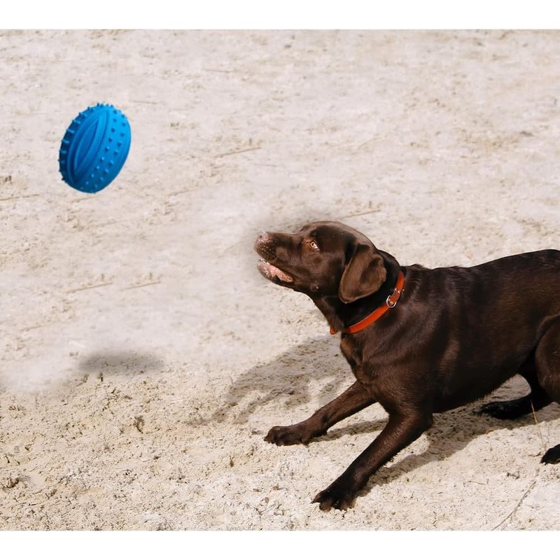 Kingdom Squeaky Rugby Ball Dog Toy