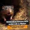 Schädestmeister Vole Granules, 300 g, Eucalyptus Instant Protection, Long-Lasting Effect,