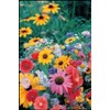 Wildflower Perennial Mix Seeds - 3 g