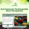 Outsidepride Mix Cockscomb Seeds - 1000 Pcs Annual Dwarf Celosia