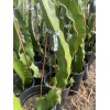 ORGANICO Mature “Purple Haze” Dragon Fruit Cuttings