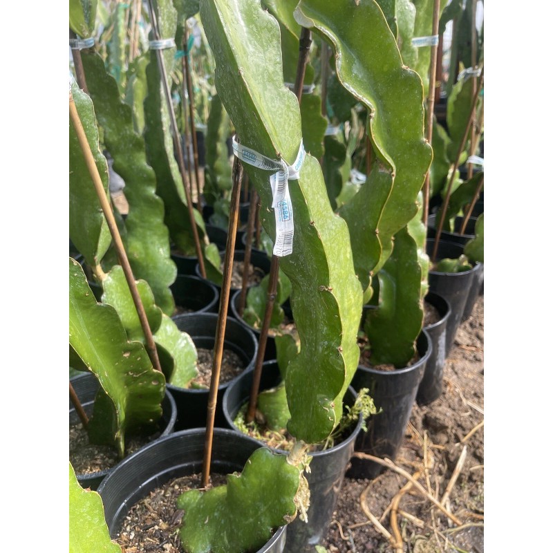 ORGANICO Mature “Purple Haze” Dragon Fruit Cuttings