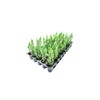 Blue Point Juniper | 20 Live Trees | Juniperus Chinensis