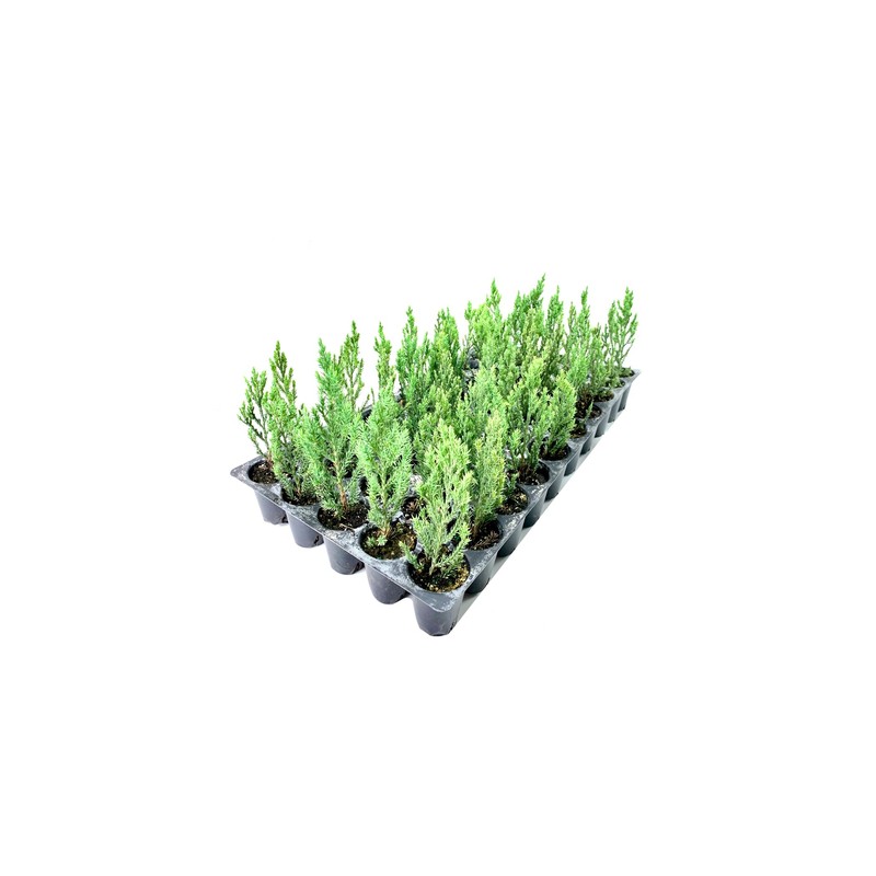 Blue Point Juniper | 20 Live Trees | Juniperus Chinensis