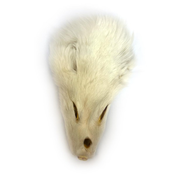 Real Tanned Fox Head Fur Pelt Set Authentic Foxes Face