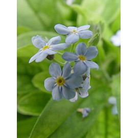 Myosotis sylvatica 'Mon Amie Blue' (Forget-Me-Not) Perennial, blue flowers, 1 - Size Container