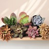 Altman Plants Desert Fire Live Succulents 4-Pack, Mini Plants Succulent