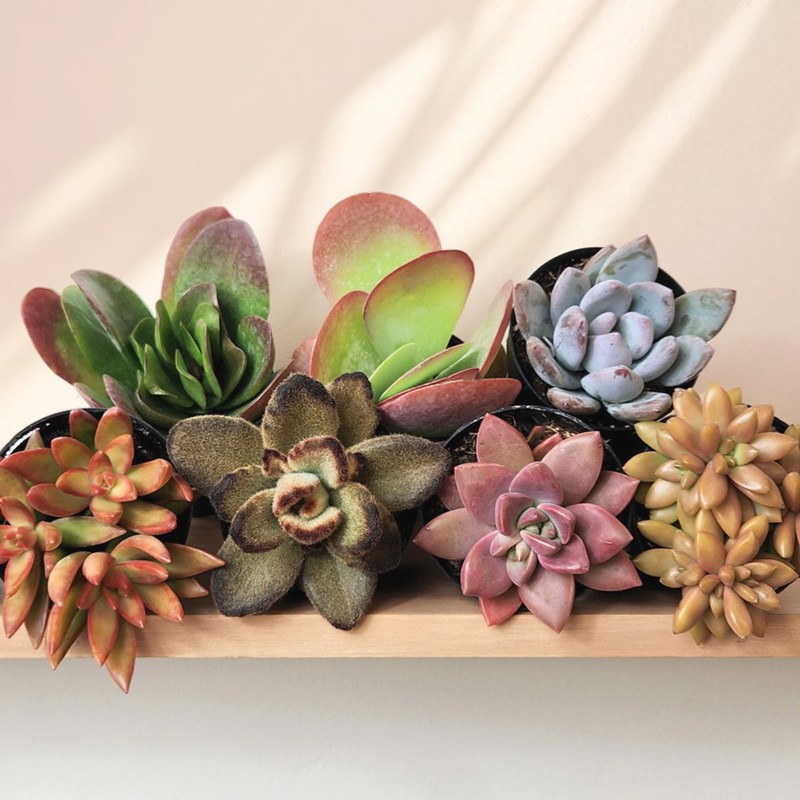 Altman Plants Desert Fire Live Succulents 4-Pack, Mini Plants Succulent