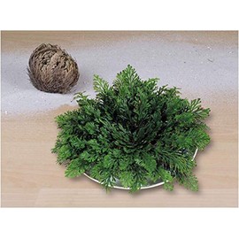 Rose of Jericho