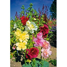 KIRA SEEDS - Hollyhock Double Majorette Mix - Perennial Flowers for Planting - GMO Free