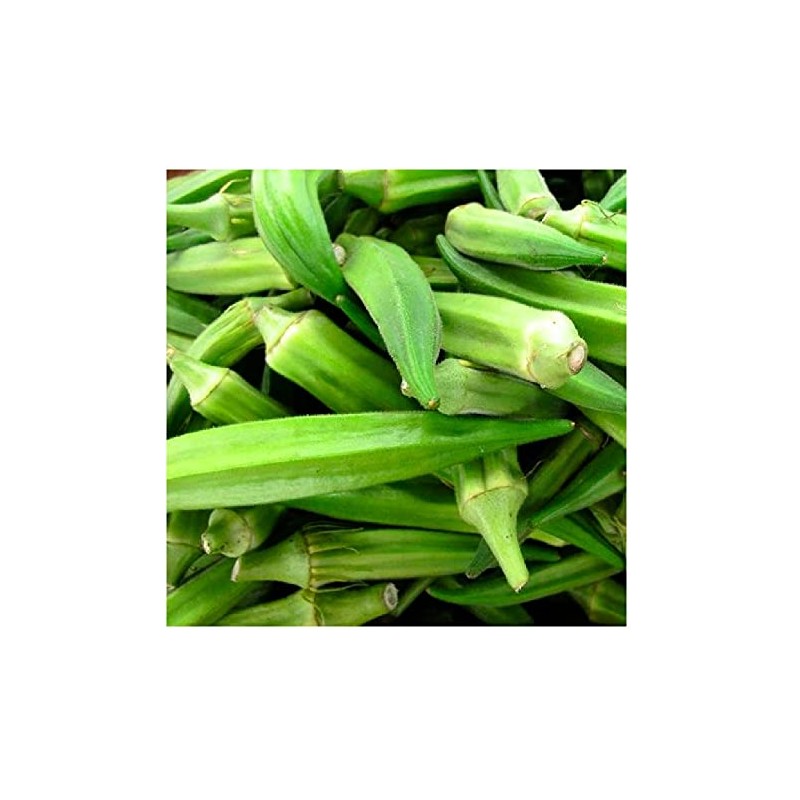 100 Emerald Okra Seeds for Planting Non GMO Heirloom Seeds