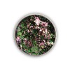 Magic Nail Art Flakes, Chrome Look Nail Art - Pink/Petrol