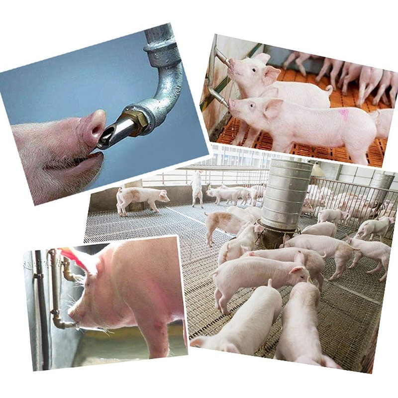 Golden Pearl 5pc 1/2 NPT Stainless Steel Automatic Pig Nipple