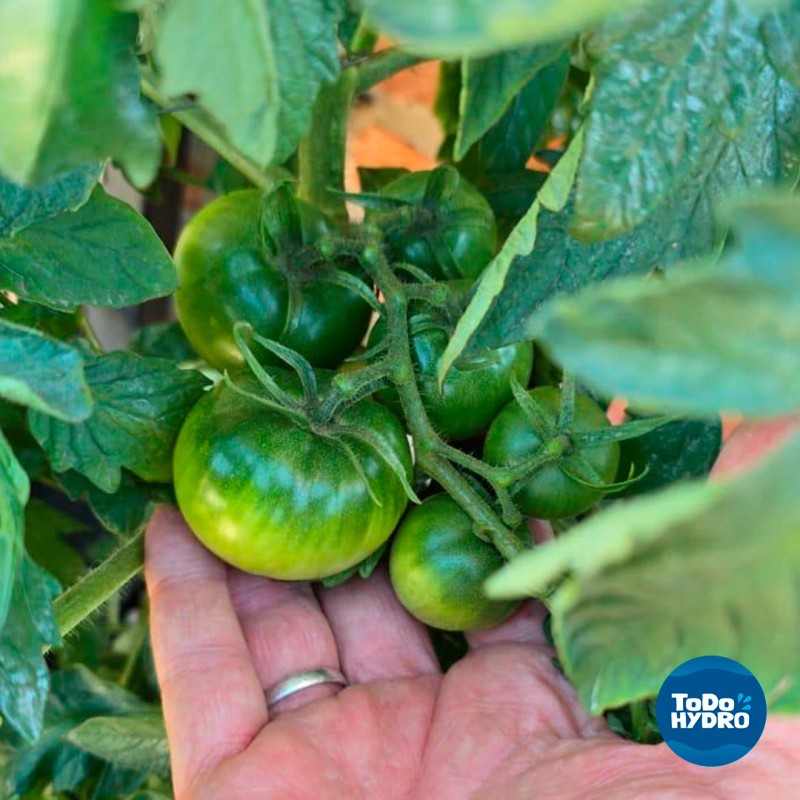 ToDo Hydro Grow Pot Original 2gal DWC Hydro Bucket Kit