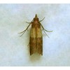 Entopest Pantry Moth Traps | Pheromone Trap Pad x10 Refill