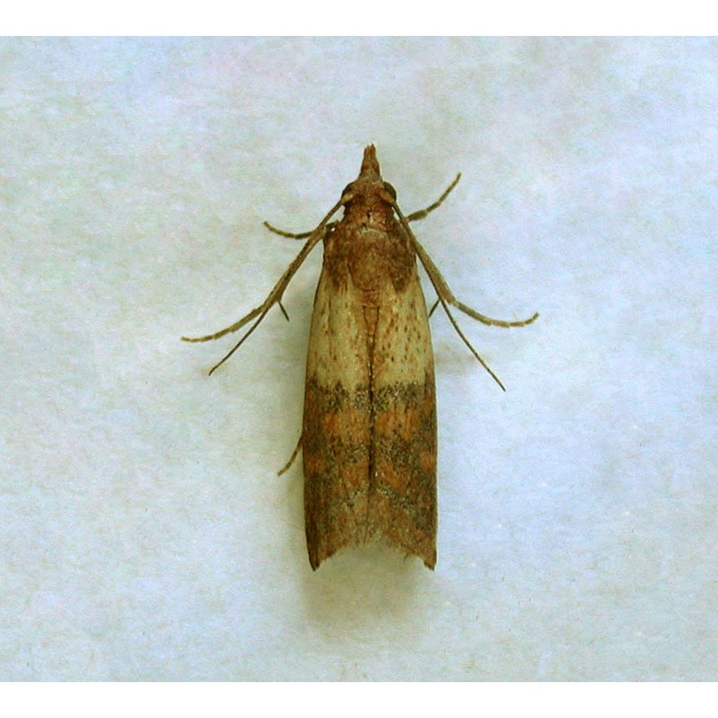 Entopest Pantry Moth Traps | Pheromone Trap Pad x10 Refill
