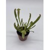 Florida House Plants Sweet Pitcher Plant, Carnivorous Plant, Sarracenia rubra