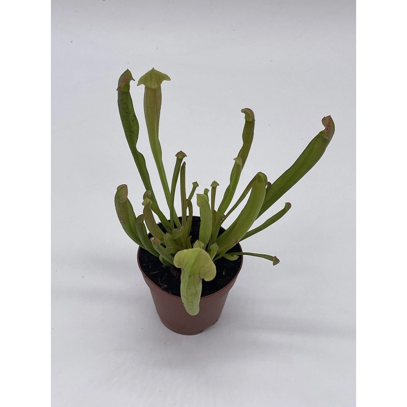 Florida House Plants Sweet Pitcher Plant, Carnivorous Plant, Sarracenia rubra