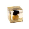 Real Dung Beetle Cube Desk Decoration