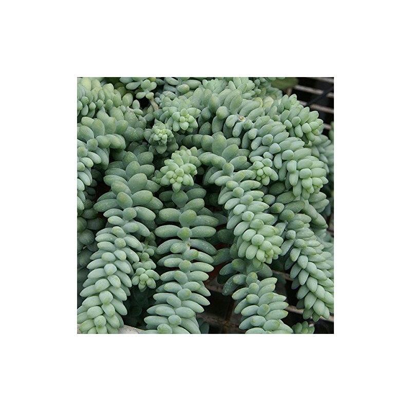 Burro's Tail Succulent, Beautiful Trailing Succulent, Live Plant in 3.5"