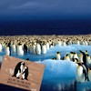 Two Loving Penguins – Favourite Days Souvenir Magnet Rectangular Souvenir