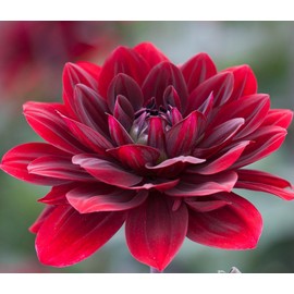 After Dusk Dahlia - 5 Gallon Size Bare Root Tuber Multi-Color - Vibrant Multi-Colored Blooms for Spring Planting 2025 - Large Tuber for Stunning Garden Displays