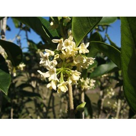 Tea Olive (Osmanthus fragrans) - White Flowering