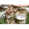 Salty Pelican Pack of 2 Large Saddle Oyster Seashells Windchime