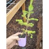 2 Live Medium me Spruce Trees appx 6-10" Tall Well