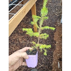 2 Live Medium me Spruce Trees appx 6-10" Tall Well Rooted Healthy in 4inch pots from Fairy Garden Farms