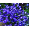1000+ Blue Creeping Thyme Seeds for Planting, Dwarf Ground Cover