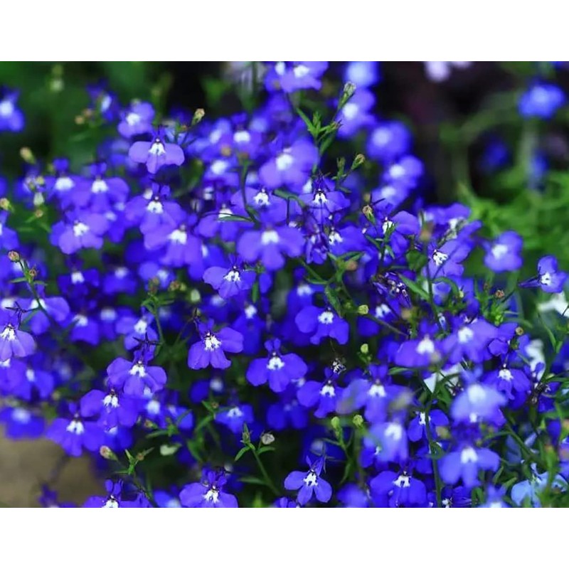 1000+ Blue Creeping Thyme Seeds for Planting, Dwarf Ground Cover