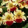 Fairy7Seas Mimulus Flower Seeds - Mimulus x Hybrida - Monkey