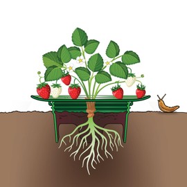 Rooted Promise Strawberry Plant Support Frame, Round 12 inches, Perfect for Keeping Berries Off The Ground, Made in The USA - Pack of 4