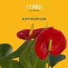 Costa Farms Anthurium, Flamingo Flower Live Plant in Decorative Pot,