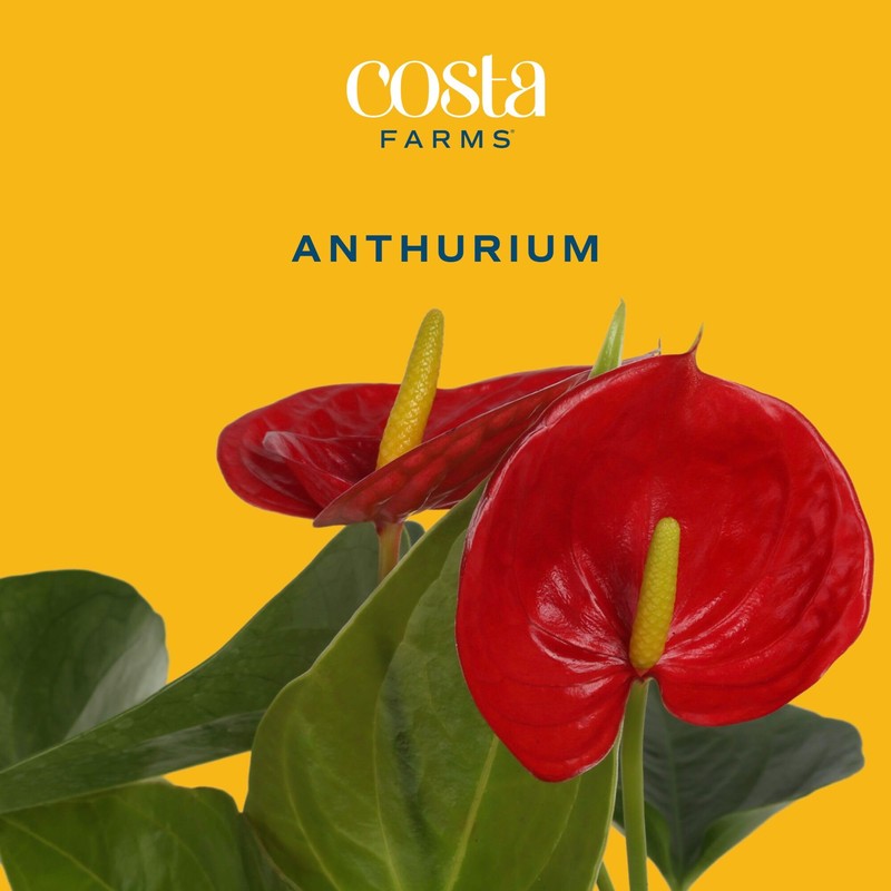 Costa Farms Anthurium, Flamingo Flower Live Plant in Decorative Pot,