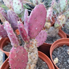 Opuntia Santa "Baby" Rita pad Cutting Cacti Cactus Succulent Real Live Plant