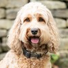 HUGO & HUDSON x HACKETT Tweed Dog Collar with Adjustable