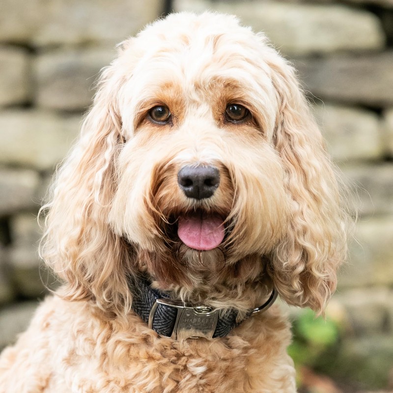 HUGO & HUDSON x HACKETT Tweed Dog Collar with Adjustable