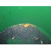 Gold Paydirt 2 LB from Colorado - Unsearched Gold Paydirt